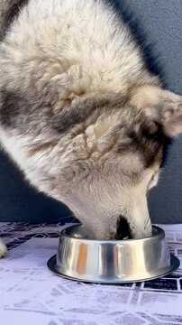 A playful malamute eagerly eats from a shiny stainless steel dog bowl placed on a patterned mat. The dog's features are clearly visible as it savors its meal, enjoying every bite.