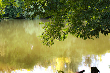 Cattails on the river. Beautiful pond in Holosiiv forest, Kyiv. Seasonal fall landscape. Park autumn scenic fall