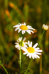 Pair of wild daisy flowers growing in a meadow. leucanthemum vulgare is commonly known as oxey daisy oxeye daisy dog daisy marguerite