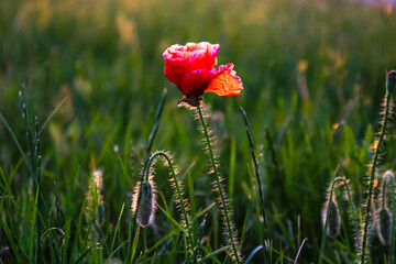 Close up : one red poppy flower grows in the field
