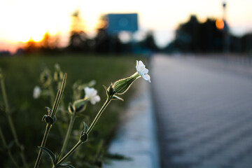 Melandrium album on the street