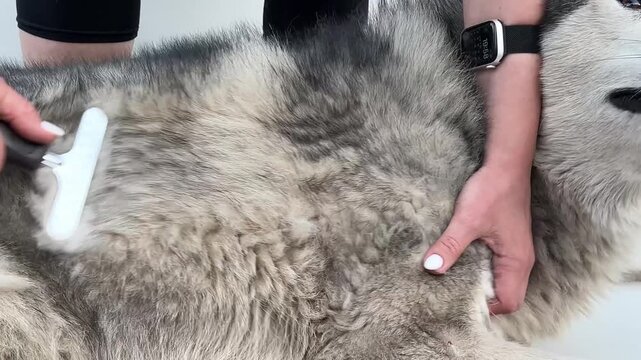 A person gently brushes a beautiful husky, removing loose fur in a bright room, making the dog look clean and well-groomed, ready for playtime.