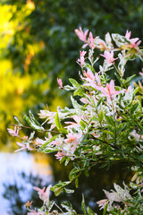 Hakuro Nishiki Salix Integra dappled willow tree in a garden