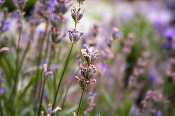 Lavenders field with beautiful sunlight in the garden