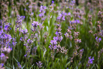 Lavenders field with beautiful sunlight in the garden
