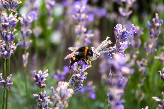 Honey bee on a lavender and collecting polen. Flying honeybee. One bee flying during sunshine day. Insect. Lavenders field with beautiful sunlight. - Powered by Adobe