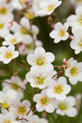 Many white blossoms of a tiny flower all over
