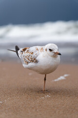 Seagull standing alone on sandy beach