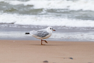 Seagull standing calmly on sandy shore