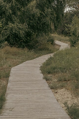 Wooden boardwalk path through dense forest greenery