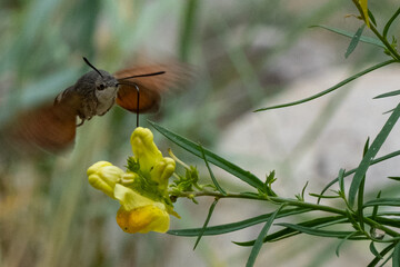 Hummingbird hawk-moth hovering over wild plants on sandy ground
