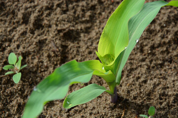Maispflanze, Makro, Erdboden