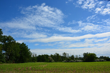 Maisfeld, Himmel, Frühling
