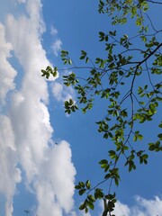 tree in the sky