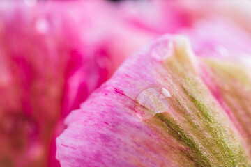 Macro view of water droplet on pink petal.