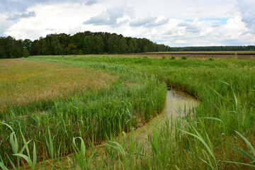 Schilf, Teich, Natur, Landschaft, Himmel