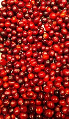 Red ripe and healthy cranberries collected in the forest in autumn