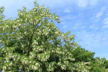 Robinienblüte, Himmel, Frühling