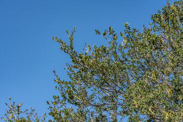 Quercus agrifolia, the California live oak, or coast live oak, is an evergreen live oak. Kenneth Hahn State Recreation Area, Baldwin Hills Mountains of Los Angeles, California.