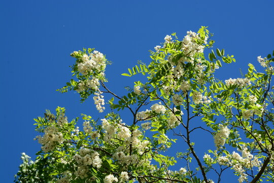 Robinienbl&uuml;te, Himmel, Fr&uuml;hling
