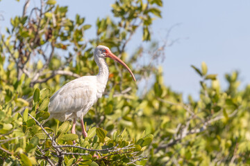 Fototapeta premium Briggs Boardwalk Nature preserve in Naples, Collier County, Florida