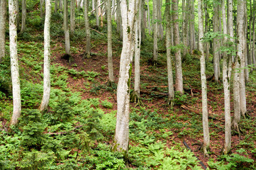 Centuries-old trees in spring forest where ancient giants meet season's renewal in majestic natural cathedral.