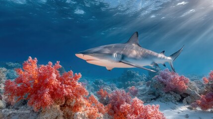 Fototapeta premium An elegant shark swims above coral in deep blue ocean illuminated by sunbeams