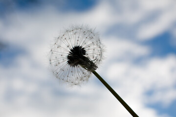 A close-up of a white dandelion seed head standing above autumn ground. Soft bokeh reveals a blurred urban background, creating a delicate contrast between nature and city.