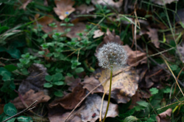 A close-up of a white dandelion seed head standing above autumn ground. Soft bokeh reveals a blurred urban background, creating a delicate contrast between nature and city.