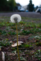 A close-up of a white dandelion seed head standing above autumn ground. Soft bokeh reveals a blurred urban background, creating a delicate contrast between nature and city.