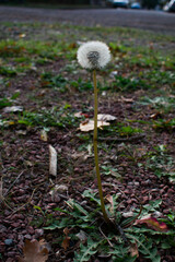 A close-up of a white dandelion seed head standing above autumn ground. Soft bokeh reveals a blurred urban background, creating a delicate contrast between nature and city.