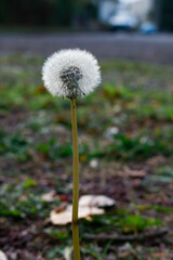A close-up of a white dandelion seed head standing above autumn ground. Soft bokeh reveals a blurred urban background, creating a delicate contrast between nature and city.