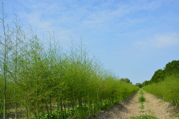 Spargelfeld nach der Ernte, Himmel