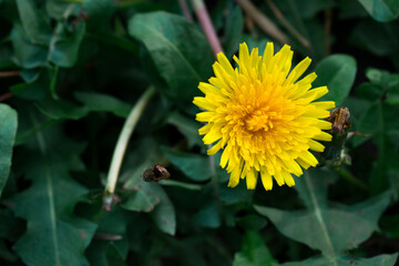 A close-up of a vibrant yellow dandelion in full bloom, standing out against dark green leaves. Soft bokeh and rich contrast highlight the flower’s vivid color and natural beauty.