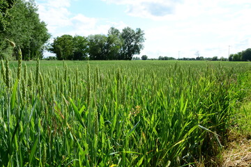Weizenfeld, Getreide, Horizont, Himmel