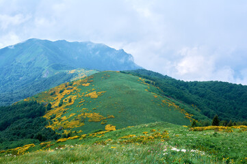 Mountain ridge covered in green vegetation and blooming flowers creates vibrant high-altitude floral landscape.