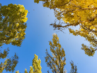 Tree with leaves that are yellow and green