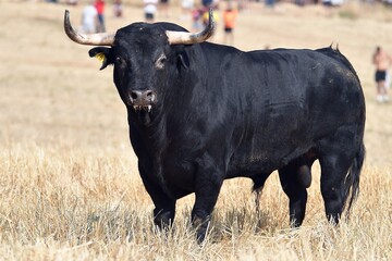 toro bravo español en el campo