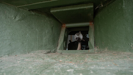 Fototapeta premium pigeon looks through green opening, calm pigeon surveys surroundings through chipped concrete wall