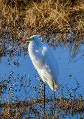Great Egret