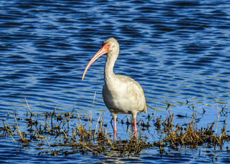 American White Ibis at a National Wildlife Refuge in Texas