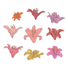 Hand drawn line art pastel pink lily flower clip art set