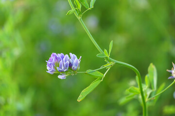 Blooming alfalfa flowers in the field. Medicinal herbs. Growing grass for livestock feed.
