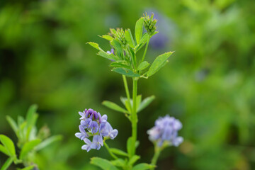 Blooming alfalfa flowers in the field. Medicinal herbs. Growing grass for livestock feed.