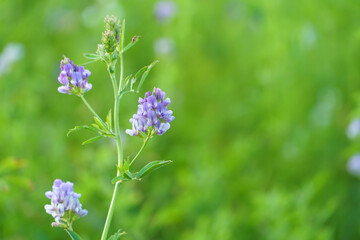 Blooming alfalfa flowers in the field. Medicinal herbs. Growing grass for livestock feed.