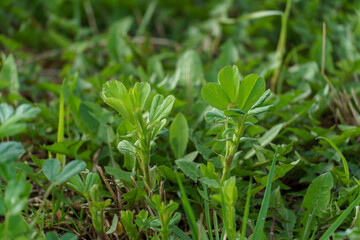 Blooming alfalfa flowers in the field. Medicinal herbs. Growing grass for livestock feed.