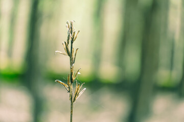 Tall, dry grass in the forest. The thick stem and dry leaves, covered with cobwebs, shine in the sun. Blurred background.