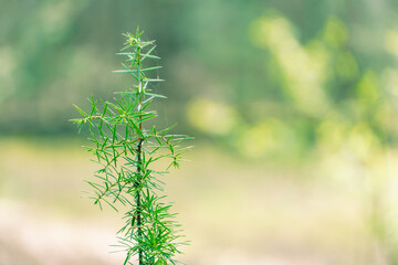 Tall, dry grass in the forest. The thick stem and dry leaves, covered with cobwebs, shine in the sun. Blurred background.