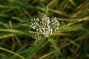 A white flower on a green background. A perennial herbaceous plant. A species of the yarrow genus...
