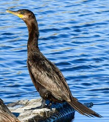 A Double-crested Cormorant standing on. piece of wood
